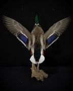 Mallard Mount Idea