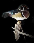 Standing Drake Wooduck - Table Mount