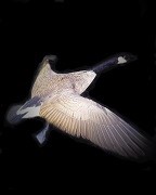 String Mount - Canada Goose