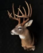 Ada, Minnesota Bowkill 2016