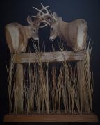 Fighting Deer - Back View