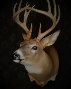 Form Choice - Full Sneak