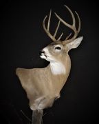 Gross Score - 122 Inch Whitetail