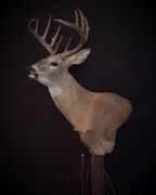 Gross Score - 133 Inch Whitetail 