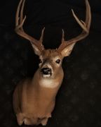 Gross Score - 144 Inch Whitetail 