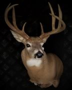 Gross Score -148 Inch Whitetail