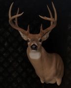 Gross Score - 149 Inch Whitetail 