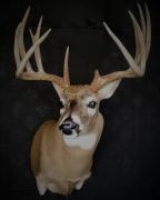 Gross Score -156 Inch Whitetail
