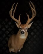 Gross Score - 158 Inch Whitetail