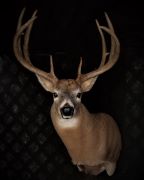 Gross Score - 164 Inch Whitetail