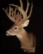 Gross Score - 228 Inch Whitetail