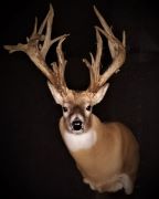 Gross Score - 256 Inch Whitetail