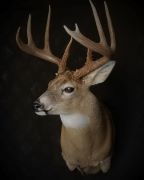 Most popular Choice - 6900 Semi Sneak