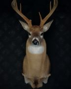 Straight Upright Deer Form