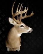 Wall Pedestal - Whitetail