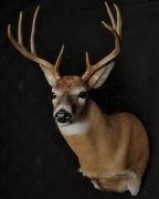 Whitetail Shoudler Mount
