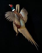 Ringneck Pheasant