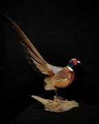 Ringneck Pheasant