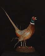 Ringneck Pheasant