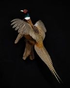 Ringneck Pheasant