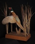 Ringneck Pheasant