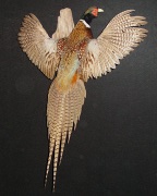 Ringneck Pheasant