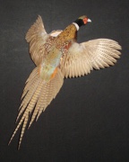Ringneck Pheasant