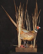 Ringneck Pheasant