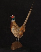Ringneck Pheasant